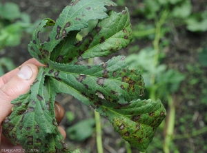 Les taches foliaires sont maintenant plutôt évoluées. le centre s'éclaircit, tandis que le limbe s'enroule légèrement. <i>Cercospora</i> sp. (cercosporiose)