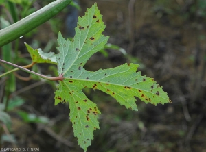 Jeunes lésions sur feuille de gombo observer par transparence à la face inférieure du limbe. <i>Cercospora</i> sp. (cercosporiose)