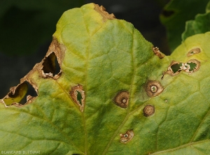 Détail de lésions bien évoluées : les tissus centraux décomposés se fendent, de délitent et tombent. Notez que le limbe de cette feuille de melon est plutôt chlorotique.  (<i>Myrothecium roridum</i>) 