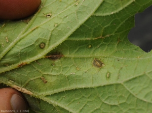 Aspect de lésions observées à la face inférieure du limbe. Certaines sont graisseuses et/ou localisées sur des nervures. <i>Myrothecium roridum</i> sont bien visibles sur ces tissus foliaires de melon altérés.