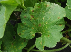 De nombreuses taches parsèment cette feuille de melon.  Elles sont brunes, de formes variables, et montrent des motifs concentriques. Le limbe en périphérie des lésions est chlorotique. <i>Myrothecium roridum</i> 