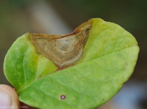 Large lésion brunâtre sur la face supérieure d'une feuille de baselle ; elle est encore humide en périphérie, plus claire en son centre où de discrets motifs concentriques sont observables. <i>Myrothecium</i> sp.