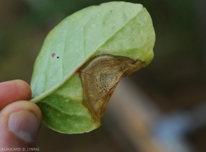 Aspect de la large lésion brunâtre observée cette fois à la face inférieure d'une feuille de baselle ; plusieurs sporodochies noires du champignon réparties en cercles se sont formées. <i>Myrothecium</i> sp.