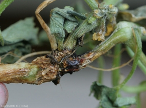 Ce pied de melon révèle une lésion sur laquelle un exsudat gommeux brun sombre est bien visible. <i>Didymella bryoniae</i> (chancres gommeux sur tige, gummy stem blight)