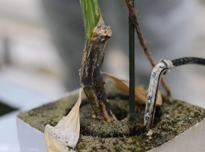 Chancre évolué sur plusieurs centimètres au niveau de la partie basse de la tige de ce pied de concombre. Il est entièrement recouvert de nombreuses et minuscules structures globulaires noires, les fructifications de  <i>Didymella bryoniae</i>.  (chancres gommeux sur tige)