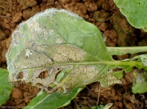 Sur cette feuille de navet largement affectée par <i>Rhizoctonia solani</i>, le mycélium de ce champignon s'est abondamment développé par endroits (en périphérie du limbe notamment) , ce qui est inhabituel ! (Rhizoctone foliaire - web-blight)