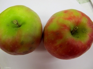 Maladie des crottes de mouche (<i>Schizothyrium pomi</i>) sur pomme de variété Pink Lady (photo CEFEL)