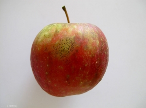 Maladie des crottes de mouche (<i>Schizothyrium pomi</i>) sur pomme de variété Pink Lady (photo CEFEL)