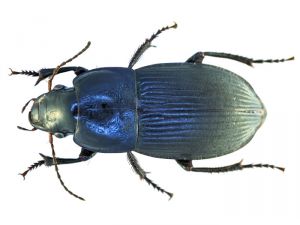 Harpalus-dimidiatus