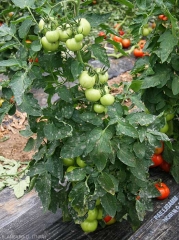 Des taches blanches et circulaires parsèment les feuilles de ce pied de tomate. <i><b>Pseudoidium neolycopersici</b></i>  (oïdium, powdery mildew)