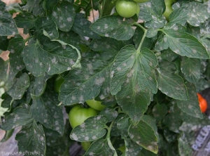 Taches poudreuses et blanchâtres, plutôt circulaires, parfois confluantes sur folioles de tomate. <i><b>Pseudoidium neolycopersici</b></i>  (oïdium, powdery mildew)