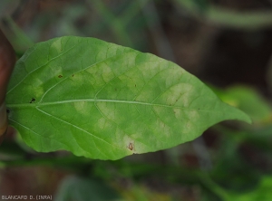 Aspect des taches d'oïdium à la face inférieure  d'une feuille de poivron. On distingue bien localement leur délimitation par les nervures.  <b><i>Leveillula taurica</i></b> (oïdium interne, powdery mildew)