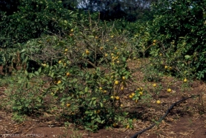 Phytophthora 7