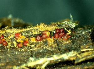 Périthèces déhiscentes de <i>Neonectria ditissima</i> à la loupe binoculaire - Chancre à Nectria (photo B. Petit, INRA)