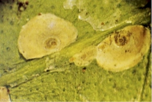 Pseudaonidia trilobitiformis 1