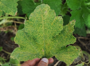 Cette feuille de butternut est couverte d'une multitude  de taches chlorotiques. <i><b>Pseudoperonospora cubensis</b></i> (mildiou, downy mildew)Butternut