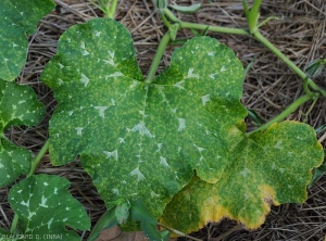 Aspect des taches de mildiou sur plusieurs feuilles de courge de Nice. <i><b>Pseudoperonospora cubensis</b></i> (downy mildew)