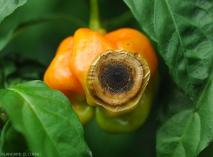 Tache circulaire très évoluée sur fruit tournant de piment. Une large portion centrale de la lésion est couverte de microsclérotes noirs du champignon et d'acervules encore peu fructifères. <i>Colletotrichum</i> sp. (anthracnose)