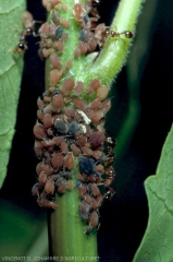 Toxoptera citricidus 2