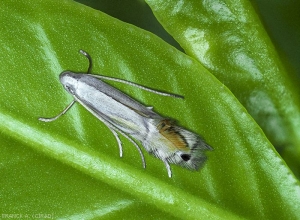 Phyllocnistis citrella 1