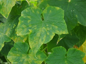 Autre aspect de taches de mildiou sur feuilles de concombre. <b><i>Pseudoperonospora cubensis</i></b> (downy mildew)