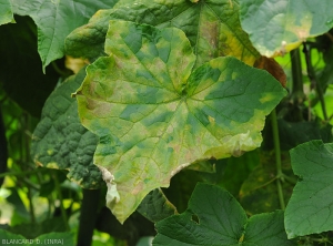 Sur cette feuille de concombre, de nombreuses taches ont confluées, certaines commencent à brunir et se nécroser.  Le limbe est partiellement déformé. <b><i>Pseudoperonospora cubensis</i></b> (mildiou, downy mildew)