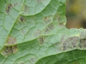 Détail du duvet gris à brun violacé se formant sur les taches à la face inférieure du limbe. <b><i>Pseudoperonospora cubensis</i></b> (mildiou, downy mildew)