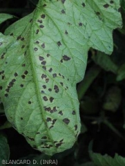 Symptômes Xanthomonas vesicatoria sur feuilles de tomates - 3