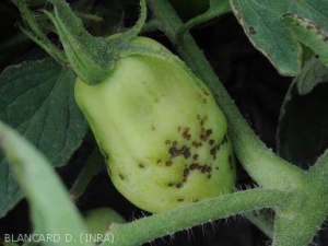 Symptômes Xanthomonas vesicatoria sur fruits de tomates - 1