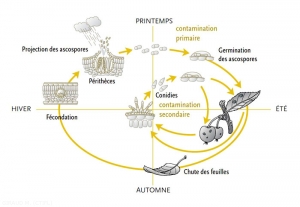 Cycle-Venturia-ineaqualis-(memPFI)