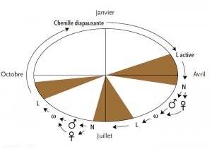 cycle-Pandemis-heparana-tordeuse (memPFI)