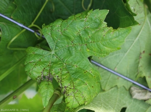 De nombreuses petites lésions brunes à noires se répartissent le long de nombreuses nervures de cette jeune feuille de vigne. Notez le jaunissement du limbe à la périphérie de certaines lésions.  <i><b>Elsinoe ampelina</b></i></i> (Anthracnose)