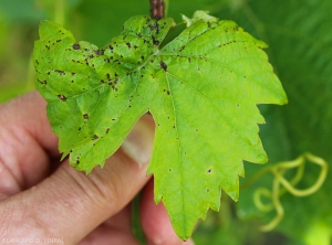 Les lésions occasionnées par <i><b>Elsinoë ampelina</b></i> s'étendent progressivement. Le limbe se déforme plus ou moins dans les parties affectées par les nombreuses taches. (Anthracnose)