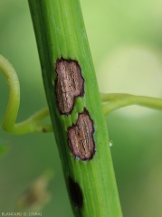 Lésions chancreuses plus évoluées sur rameau de vigne. Leur centre s'est nécrosé, éclairci, et les tissus superficiels se sont fendillés longitudinalement. <i><b>Elsinoë ampelina</b></i> (Anthracnose)