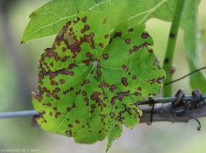 Des taches brun rougeâtre de plusieurs millimètres de diamètres persillent le limbe de cette feuille de vigne. Notez qu'elles sont plus ou moins angulaires et disposées le long des nervures. <i><b>Elsinoë ampelina</b></i> (Anthracnose)