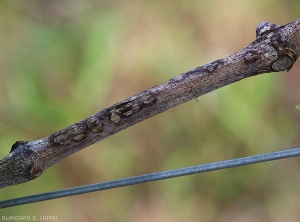 Plusieurs lésions chancreuses parsèment ce vieux bois de vigne. <i><b>Elsinoë ampelina</b></i> (Anthracnose)