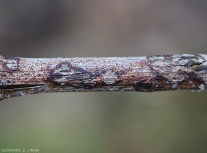 Aspect d'anciennes lésions présentes sur les bois formés l'année passée. C'est notamment sur ces dernières qu'on retrouve des sclérotes à partir desquels se formera l'inoculum primaire. <i><b>Elsinoë ampelina</b></i> (Anthracnose)