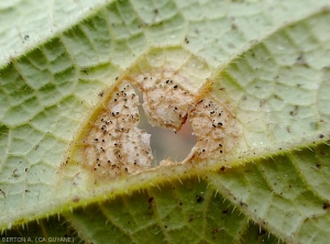 Des sporodochies peuvent aussi se former à la face inférieure du limbe. (<i><b>Myrothecium roridum</i></b>)