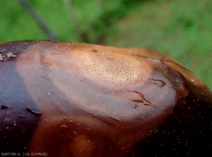 Sur cette lésion chamois sur aubergine des motifs zones concentriques et la présence de pycnides sont remarquables. <b><i>Phomopsis vexans</i></b> 