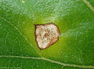 Des miniscules masses noires s'y sont formées sur cette tache débutante sur feuille d'aubergine. <b><i>Phomopsis vexans</i></b>.  