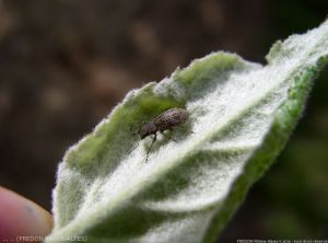 Charançon phyllophage, <i>Polydrusus inustus</i> (photo FREDON Rhône-Alpes)