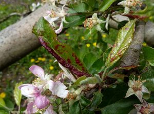 Dégâts sur feuilles de <i>Dysaphis devecta</i>, puceron à galles rouge (photo FREDON Rhône-Alpes)