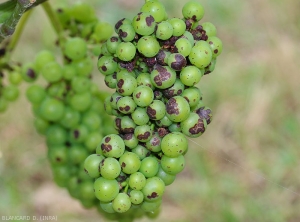 De nombreuses baies de cette grappe sont affectées par des taches circulaires sombres, parfois confluentes, occasionnées par <i><b>Elsinoë ampelina</b></i> responsable de l'anthracnose sur vigne.