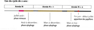 cycle-Zeuzera-pyrina-(memPFI)