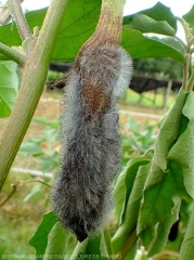 Ce fruit d'aubergine pourri et de teinte brune est entièrement recouvert par la dense sporulation de  <i><b>Choanephora cucurbitarum</b></i> . (pourriture à Choanephora)