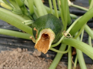 Les tissus internes de l'extrémité de cette courgette se sont complètement liquéfiés. <b><i>Pectobacterium carotovorum</i> subsp. <i>carotovorum </i></b> (pourriture bactérienne, bacterial stem rot and fruit rot)