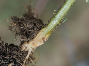 Les vaisseaux de la partie basse de la tige de cette jeune plante brunissent progressivement. <b><i>Ralstonia solanacearum</i></b> (flétrissement bactérien, bacterial wilt)