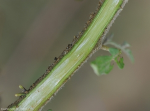 Après avoir coupé longitudinalement la tige, les vaisseaux montrent une légère teinte brune par endroits.  <b><i>Ralstonia solanacearum</i></b> (flétrissement bactérien, bacterial wilt)