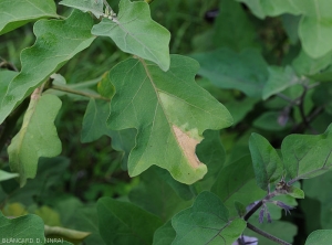 Feuille d'aubergine partiellement flétrie et desséchée, on parle de flétrissement unilatéral. <b><i>Ralstonia solanacearum</i></b> (flétrissement bactérien, bacterial wilt).