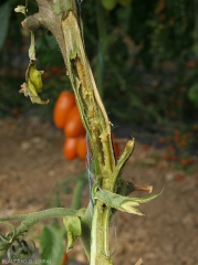 Pectobacterium-Tomate1